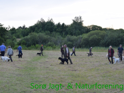 Hundetraening_efterar_2015